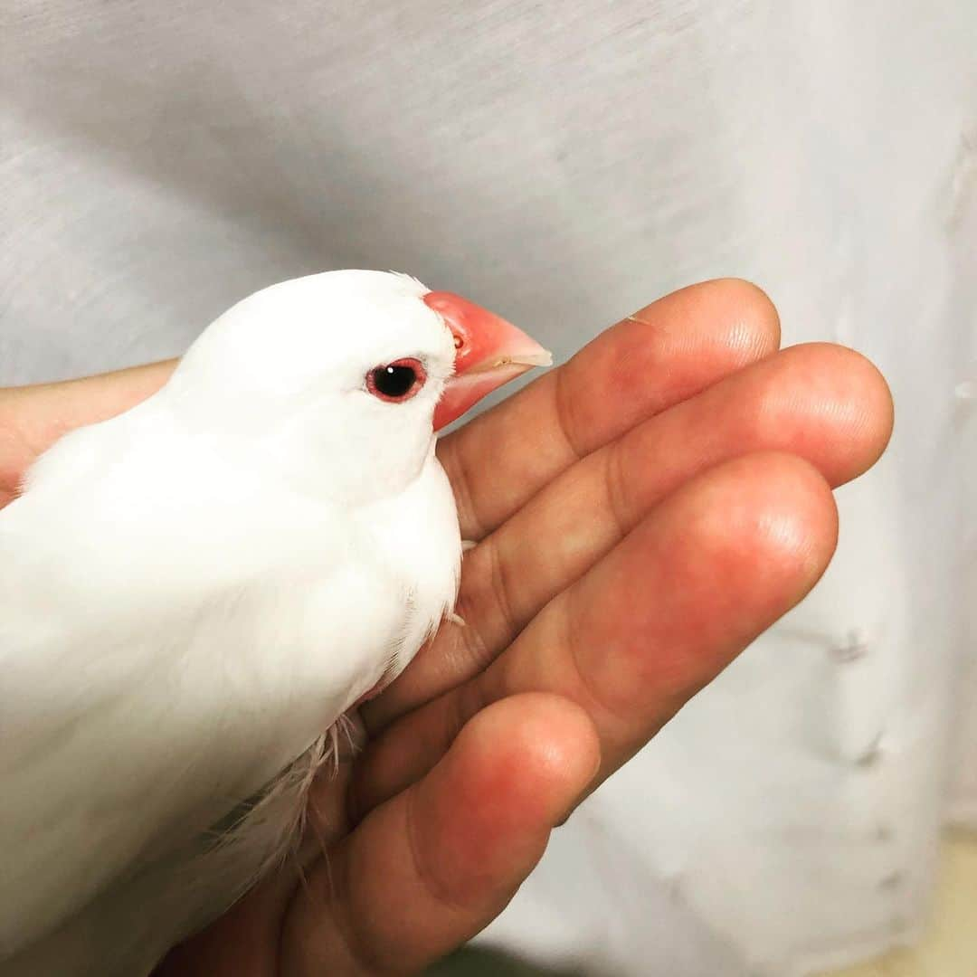 佐々木海さんのインスタグラム写真 - (佐々木海Instagram)「今日は#文鳥の日 そしてハクは10歳になりました🎂 毛はボサボサだし、片側のお腹の毛が生えなくなったり、クチバシの噛み合わせが悪くなったりと見た目はかなり年老いてきました👴🏻 伸びた方のクチバシ切ったり、噛み合わせのせいでクチバシの端にエサが固まって溜まったりするので毎日のようにそれを取ったりしてます。 そのせいですっかり嫌われてしまいましたが、かわいいもんです☺️ めちゃくちゃエサ食べるし、体重も若い頃と変わらないし、バリアフリーにしたら自力でカゴからの出入りもできるようになりました👍 まだまだ元気です💪 目指せ❗️11歳💪 #文鳥 #白文鳥 #老鳥　#フィンチ #小鳥 #bird #birds #animal #animals」10月24日 22時41分 - umi_carnelian