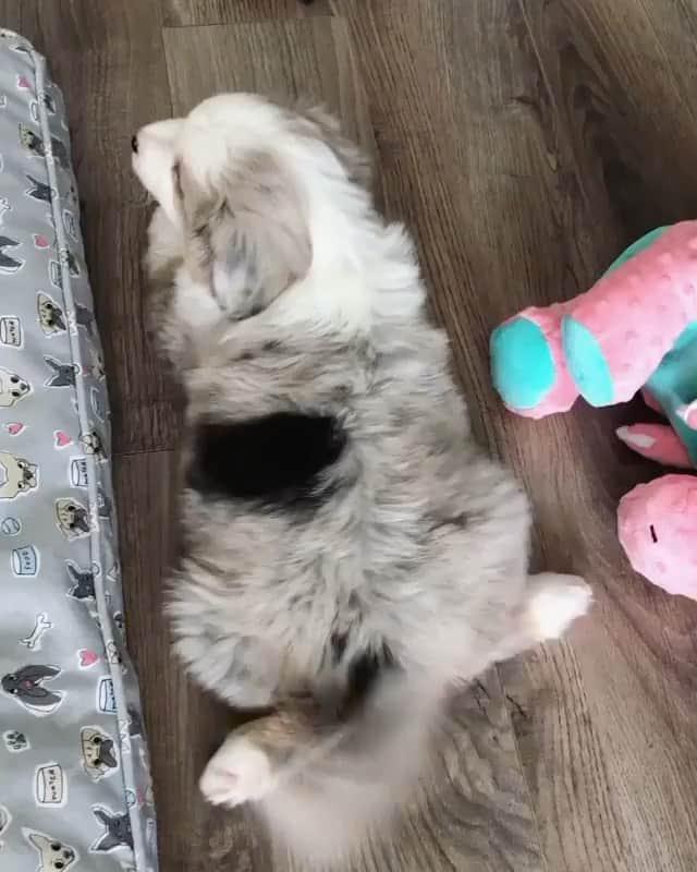 The Critter Havenのインスタグラム：「What a day Video by @goodmorningriver  #TheCritterHaven」