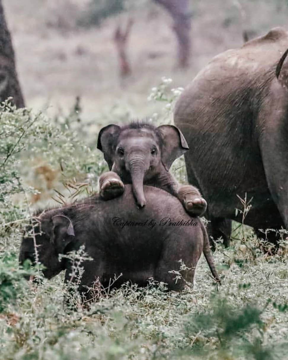 Animalsのインスタグラム：「Baby Elephant 😍 By: @thissrilankangirl  #southafrica #newyear . . . . #cute #love #goals #perfect #stylish #inspiration #amazing #fashionpost #beautiful #girl #beach #streetstyle #bestoftheday #fashioninsta #fashionblog #photooftheday #style #flowers #babies #fashionable #gorgeous #balcony #baby #fashion #dress #babe #insta_animall」