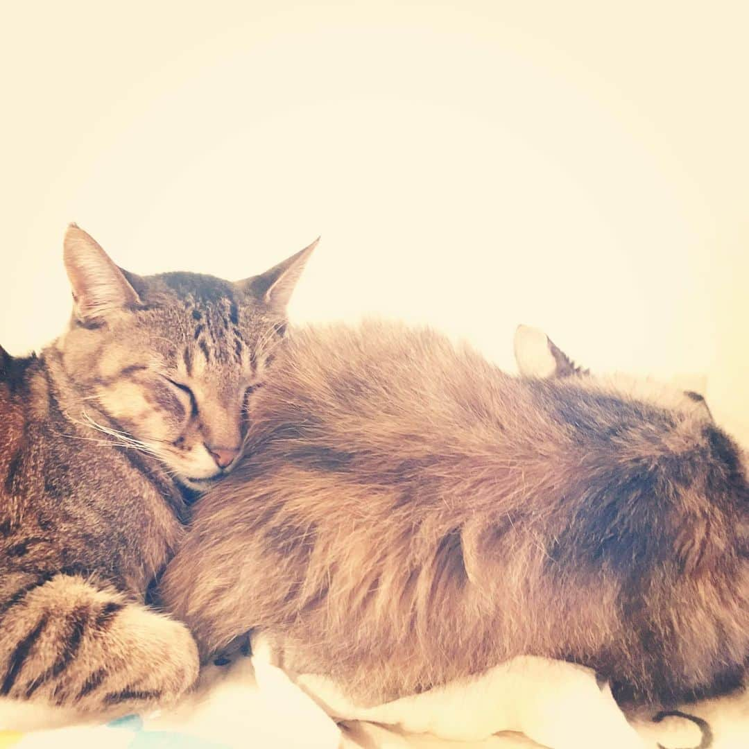 makicocomoさんのインスタグラム写真 - (makicocomoInstagram)「Toco and Mono💤 ・ 外は雨がすごいけど、こうして安心しきって休んでる姿に安心します。 被害が酷くならないことを願って。」10月24日 23時34分 - makicocomo