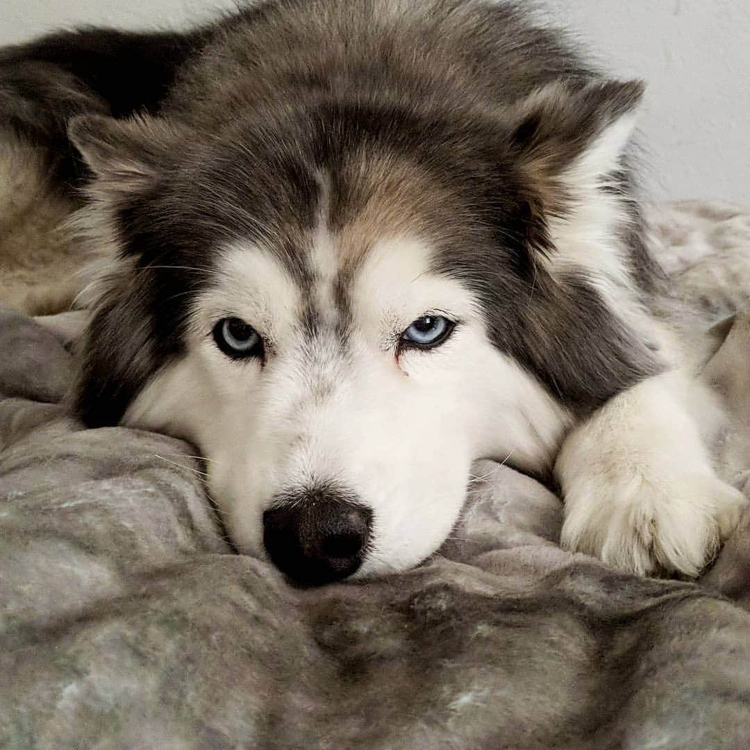 ベアトリサ・リャンのインスタグラム：「Here's lookin' at you, Thursday. 👀  #kaiyapuppy #husky #instahusky #siberianhusky #dogsofinstagram #doge #puppylove #dailydoseofcute #huskiesofinstagram #cute #love」