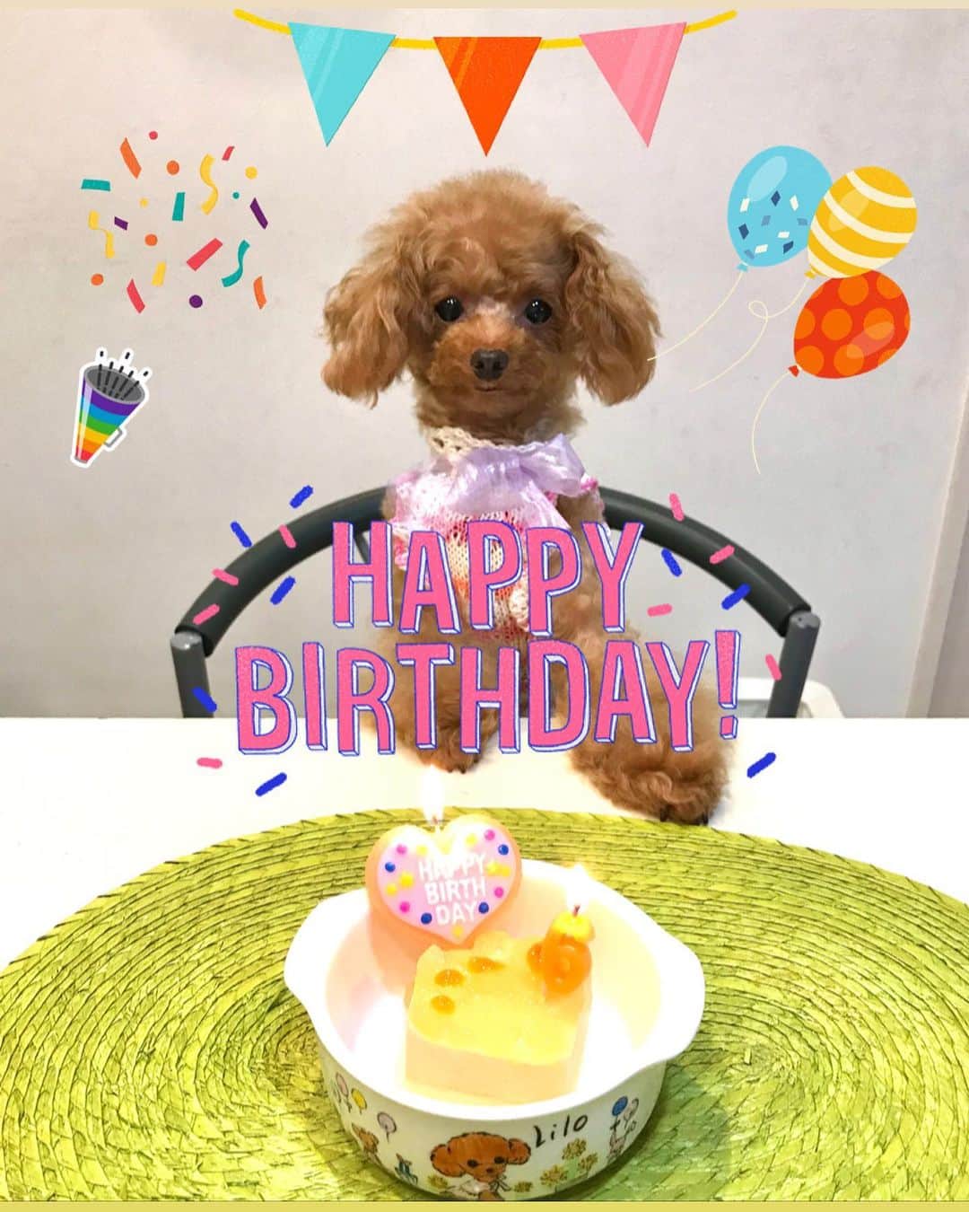 toshiyaotsuboさんのインスタグラム写真 - (toshiyaotsuboInstagram)「🎉Happy Birthday Lilo🎉 24日はリロの6歳の誕生日でした🐶☺️ 小さいケーキでしたが、美味しそうに 食べてました😉 6歳も健康で楽しい一年になります様に🙏  #プードル#トイプードル#ティーカッププードル#犬#poodle#teacuppoodle#toypoodle#dog#dogstagram#instadog#푸들#caniche#Pudel#貴婦狗#animalsco」10月25日 0時41分 - toshiyaotsubo