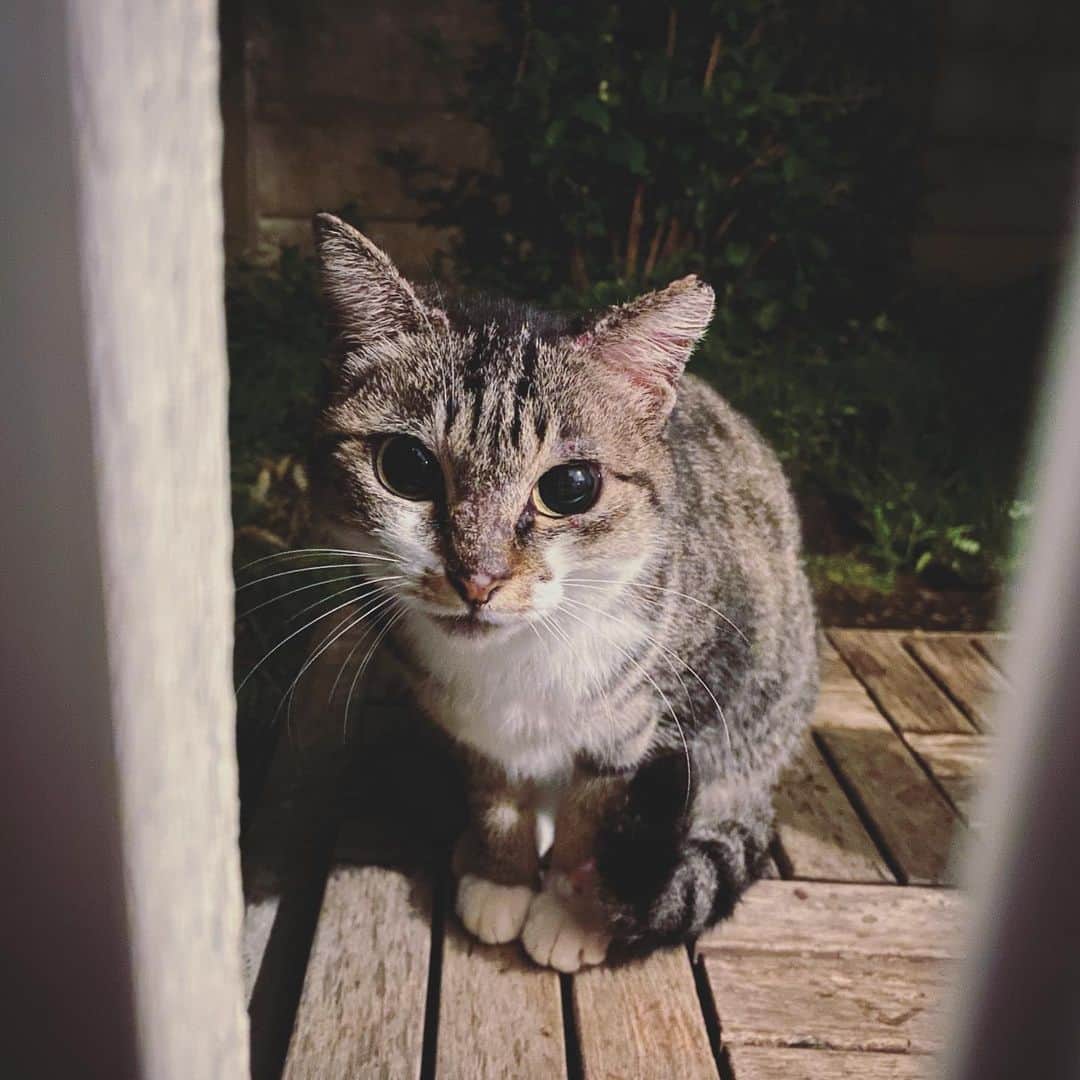 山田稔明さんのインスタグラム写真 - (山田稔明Instagram)「久しぶりママン。ようやく蚊がいなくなったからママンはこれからどんどん炎症が治ってどんどん美しい猫になる。 #チミママ」10月25日 0時51分 - toshiakiyamada