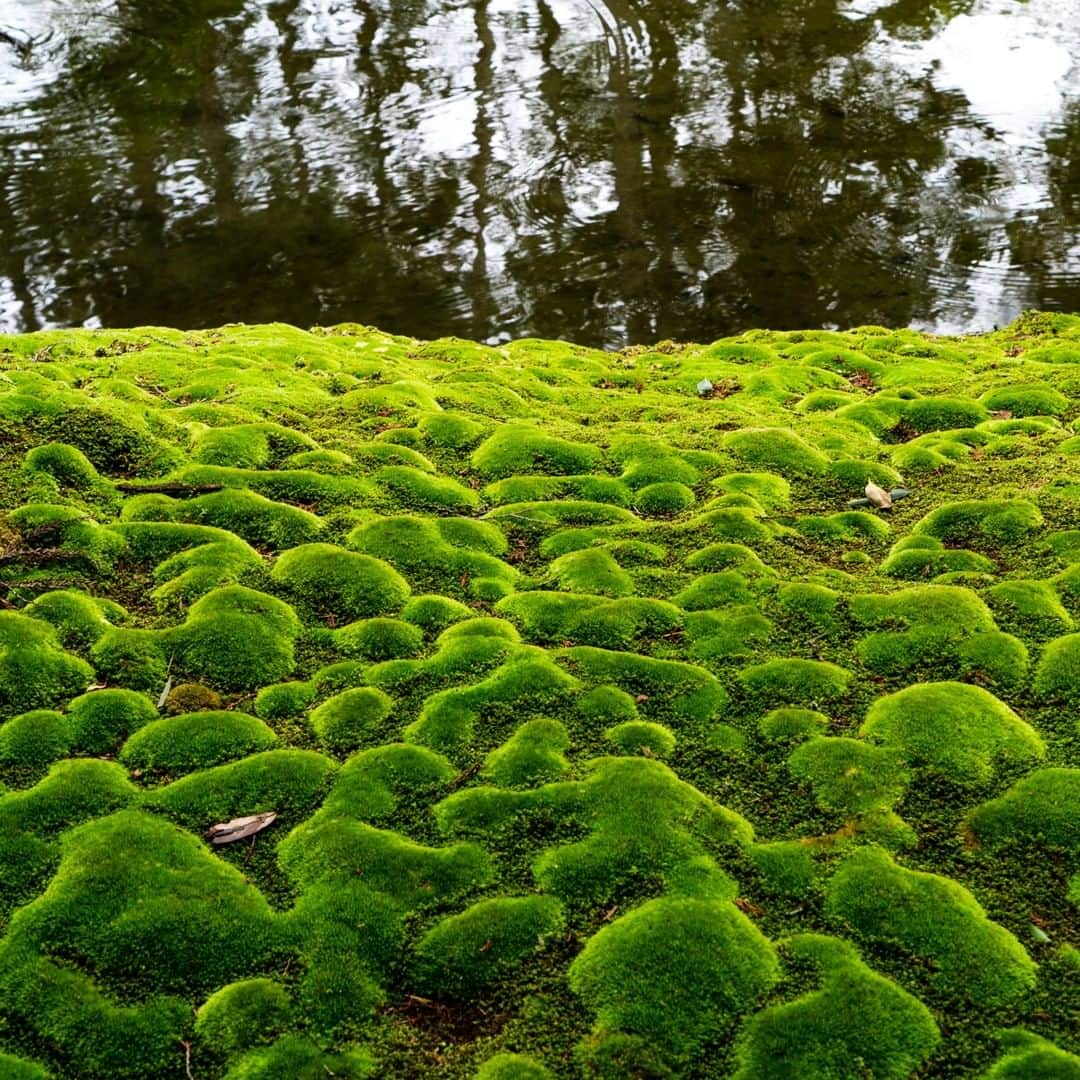 National Geographic Travelさんのインスタグラム写真 - (National Geographic TravelInstagram)「Photo by Michael Yamashita @yamashitaphoto | A carpet of green surrounds the koi pond at the Kokedera (Moss Temple) in Kyoto, Japan. #saihoji #kokedera #moss #zen #kyoto」10月25日 1時07分 - natgeotravel