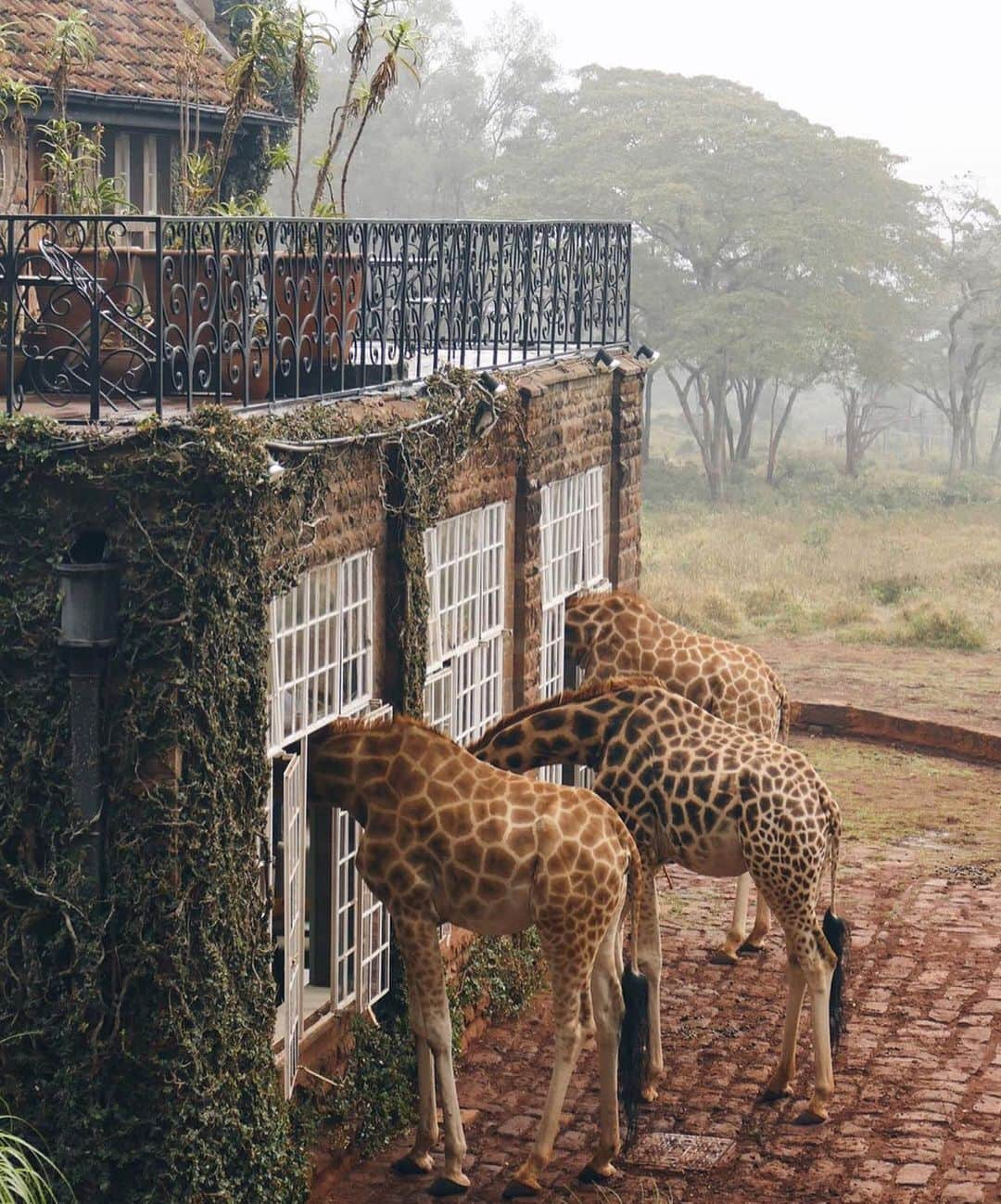 Earth Picsさんのインスタグラム写真 - (Earth PicsInstagram)「Misty mornings with giraffes 🦒 photo by @traveljunkiediary - give her a follow she’s still one of my favorite humans and someone who inspired me to learn photography and start traveling more. 🙏🏼🙏🏼🙏🏼 forever grateful」10月25日 1時08分 - earthpix