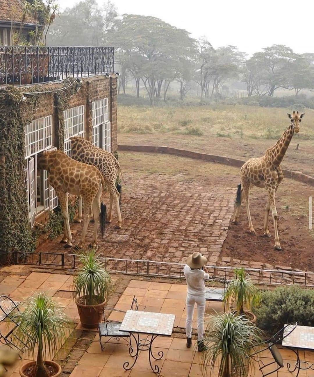 Earth Picsさんのインスタグラム写真 - (Earth PicsInstagram)「Misty mornings with giraffes 🦒 photo by @traveljunkiediary - give her a follow she’s still one of my favorite humans and someone who inspired me to learn photography and start traveling more. 🙏🏼🙏🏼🙏🏼 forever grateful」10月25日 1時08分 - earthpix