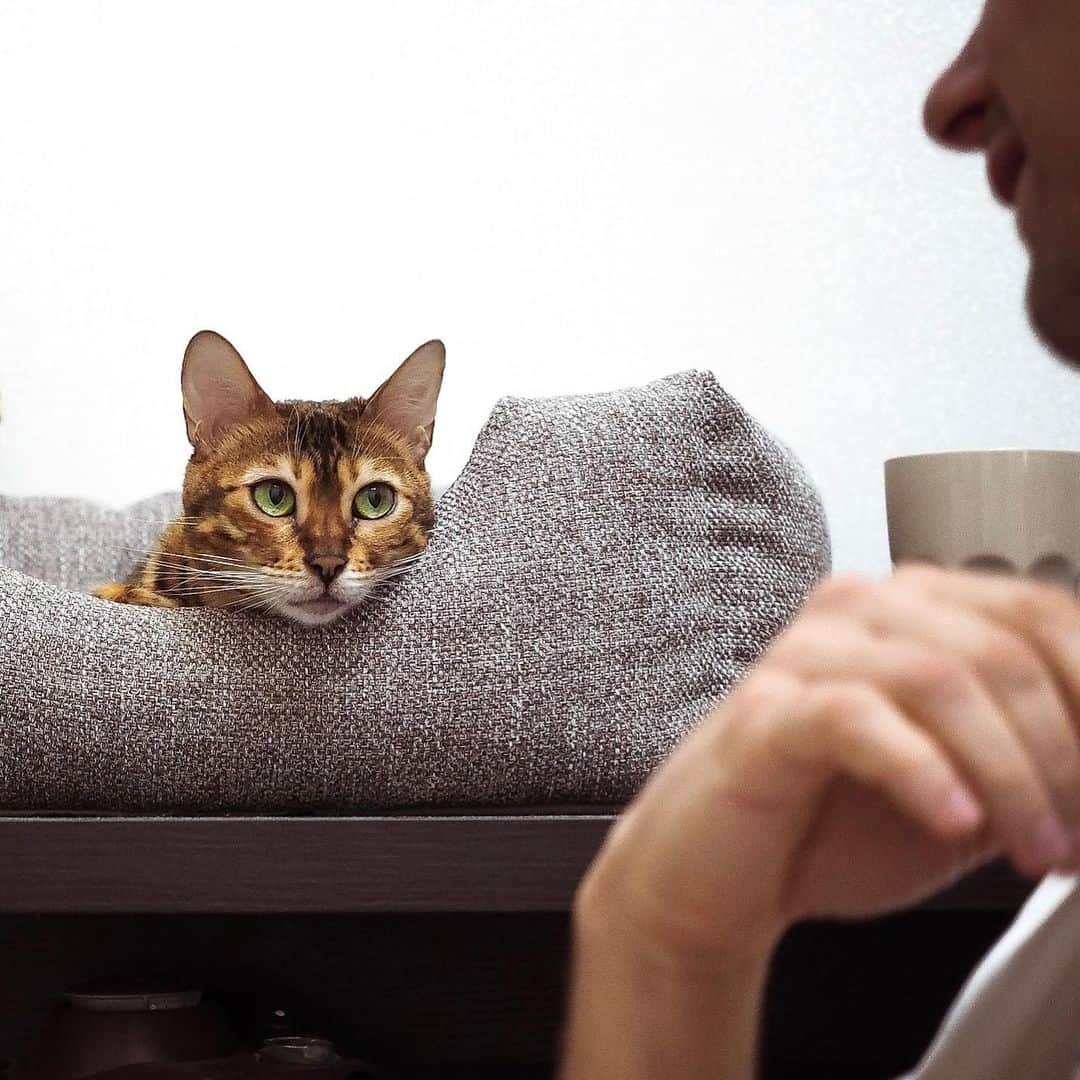 Celeb Bengal Cat · Simbaのインスタグラム：「Hello, Human! Where’s my Food? 🖤 #cat #mood #bengal」