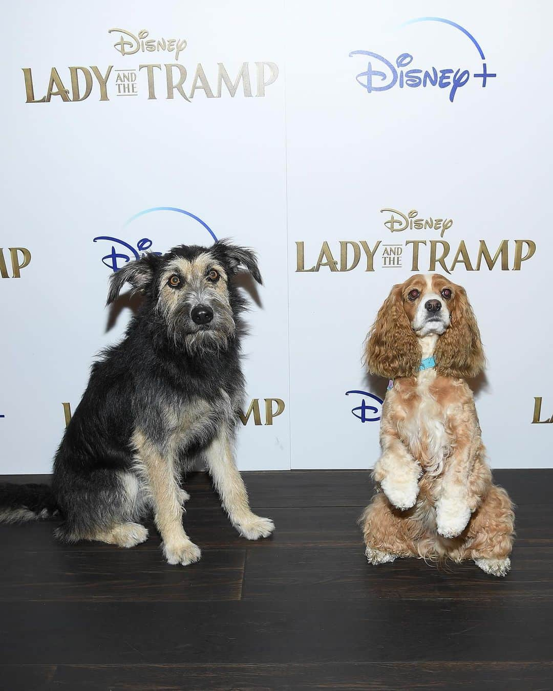 Disneyさんのインスタグラム写真 - (DisneyInstagram)「The stars were dressed to the canines at a special screening of @ladyandthetramp in New York. See the film November 12, only on @disneyplus. #DisneyPlus」10月25日 3時24分 - disney