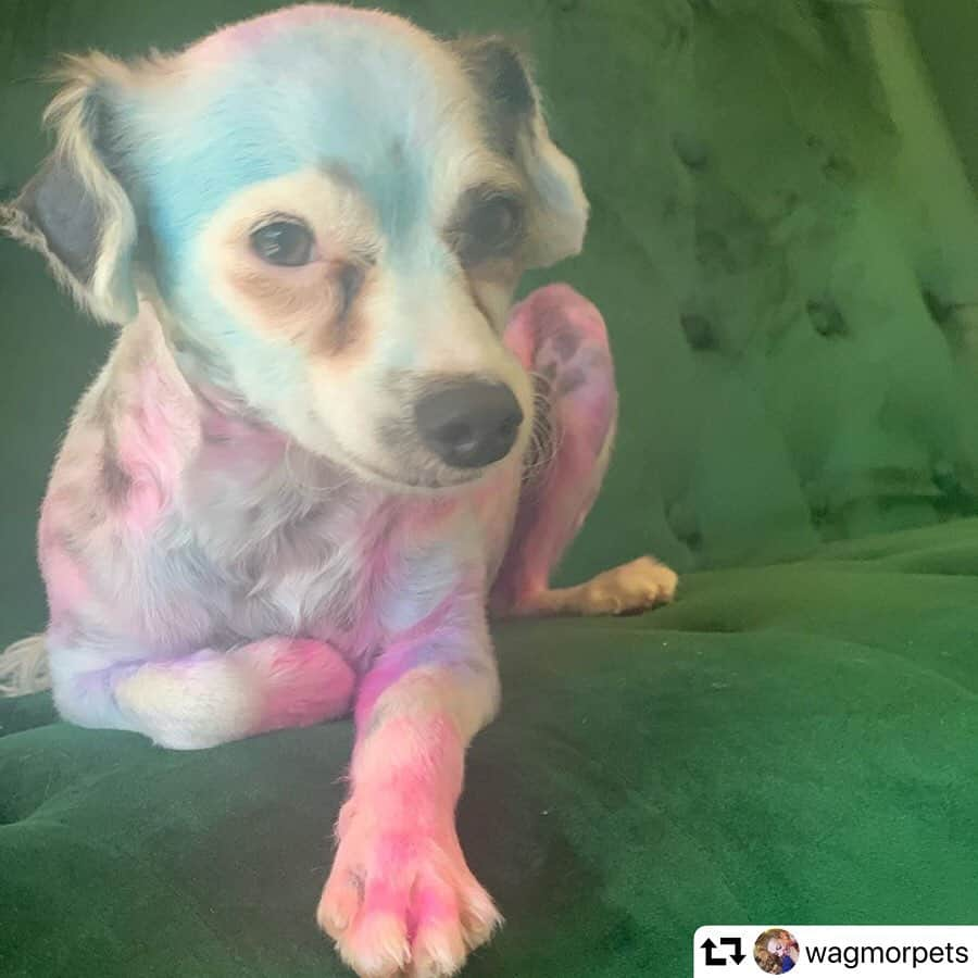 エレン・デジェネレスさんのインスタグラム写真 - (エレン・デジェネレスInstagram)「#repost @wagmorpets ・・・ Truffle needs a home! Swipe for video!! This 1 year old papillon mix was surrendered to us earlier this week. He is beyond sweet. He was dyed and shaved before he was surrendered to us, but his hair will grow in soon. To meet him is to love him. He just melts into your arms. Please give this guy a chance. Good with kids, dogs, cats. He just wants love. #love #adoptdontshop #ellenxwagmor #wagmorpets」10月25日 3時45分 - ellendegeneres