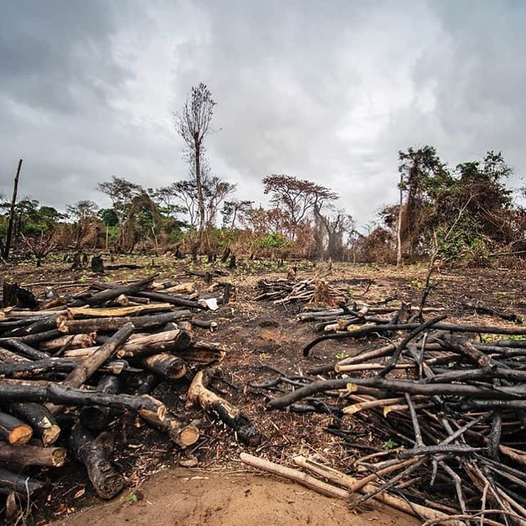 レオナルド・ディカプリオさんのインスタグラム写真 - (レオナルド・ディカプリオInstagram)「#Regram #RG @theeconomist: The Congo basin rainforest is the second biggest tropical forest in the world, after the Amazon. ⁠It stretches across six central African countries (though more than half its trees are in Congo).⁠ ⁠  Its absorbent peatlands hold the equivalent of three years' worth of global carbon emissions, mitigating global warming. But it is shrinking fast. ⁠ ⁠Click the link in @theeconomist’s bio to find out what is to blame for the shrinking of this enormous space. ⁠ ⁠Credit: Olivia Acland #deforestation #forest #forests #forestry #tree #trees #environment #climate #climatechange」10月25日 6時17分 - leonardodicaprio