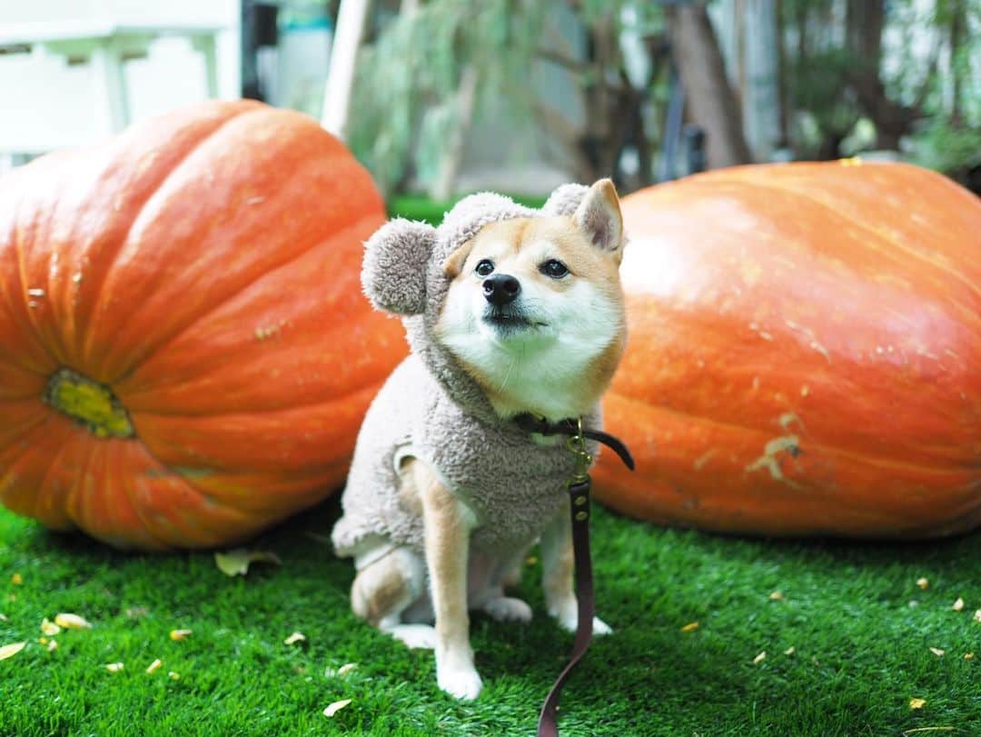 豆柴にこちゃんさんのインスタグラム写真 - (豆柴にこちゃんInstagram)「🐶🎃 おはよー 笑うチェブラーシカ。 東京、大雨だよ！ . #柴犬#豆柴#pecoいぬ部#犬#わんこ#犬#ここ柴部#shibainu#dog#mameshiba#pecotv#dog#いぬのきもち部#しばいぬ#しばけん#こいぬ#シバイヌ#いぬ#イヌ#赤柴#マメシバ#ペット#日本犬#子犬#puppy#doggo#pet#시바견#강아지#개」10月25日 7時19分 - nikochan.mame48