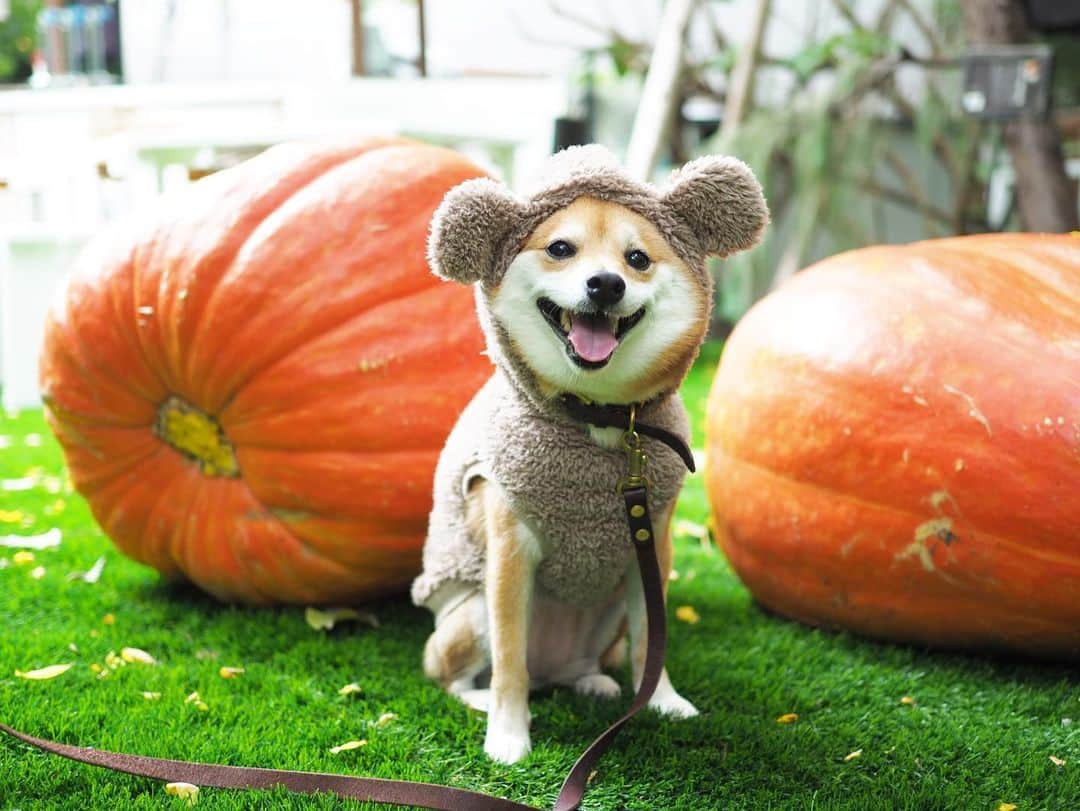 豆柴にこちゃんさんのインスタグラム写真 - (豆柴にこちゃんInstagram)「🐶🎃 おはよー 笑うチェブラーシカ。 東京、大雨だよ！ . #柴犬#豆柴#pecoいぬ部#犬#わんこ#犬#ここ柴部#shibainu#dog#mameshiba#pecotv#dog#いぬのきもち部#しばいぬ#しばけん#こいぬ#シバイヌ#いぬ#イヌ#赤柴#マメシバ#ペット#日本犬#子犬#puppy#doggo#pet#시바견#강아지#개」10月25日 7時19分 - nikochan.mame48