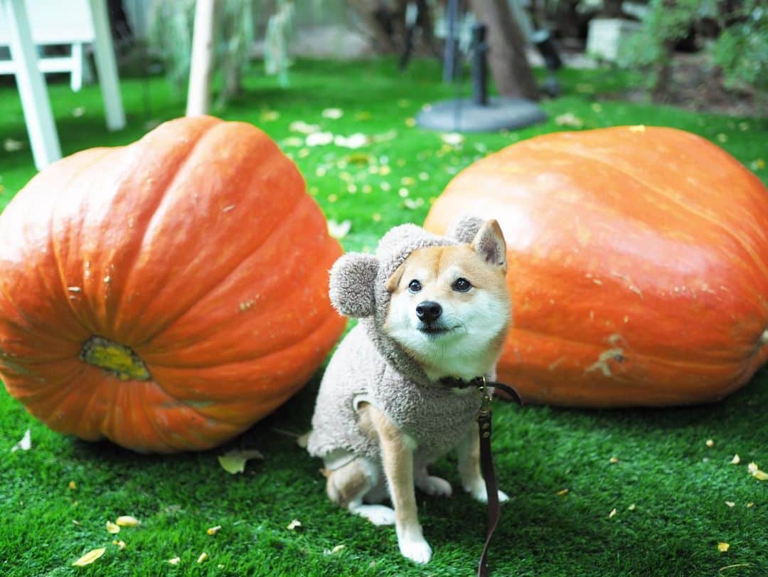 豆柴にこちゃんさんのインスタグラム写真 - (豆柴にこちゃんInstagram)「🐶🎃 おはよー 笑うチェブラーシカ。 東京、大雨だよ！ . #柴犬#豆柴#pecoいぬ部#犬#わんこ#犬#ここ柴部#shibainu#dog#mameshiba#pecotv#dog#いぬのきもち部#しばいぬ#しばけん#こいぬ#シバイヌ#いぬ#イヌ#赤柴#マメシバ#ペット#日本犬#子犬#puppy#doggo#pet#시바견#강아지#개」10月25日 7時19分 - nikochan.mame48