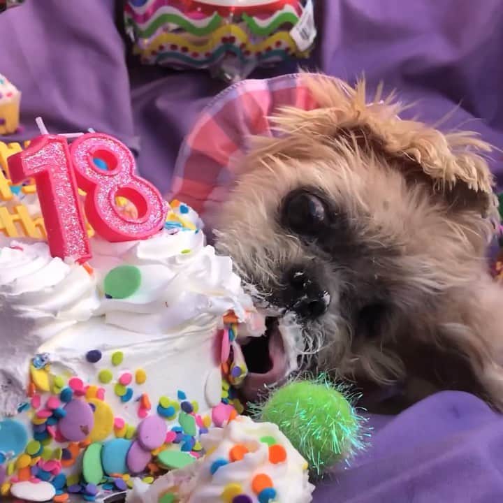 Marnie The Dogのインスタグラム：「18 years old now! _ 🎼 Altered Images - happy birthday」
