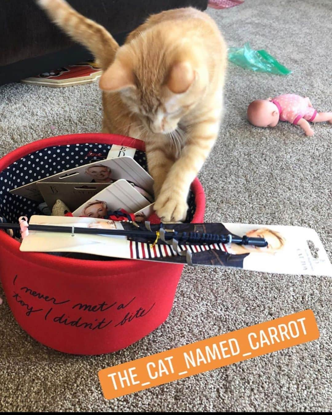 エレン・デジェネレスさんのインスタグラム写真 - (エレン・デジェネレスInstagram)「#repost @the_cat_named_carrot ・・・ Carrot’s biggest fan Ellen @theellenshow sent her a basket of toys. Carrot was very excited she was like a kid on Christmas. I am pretty sure Ellen has her phone set to #carrotalerts so she never misses anything. 😹 I’ve been told by her staff she checks Carrots account all the time. Hopefully it doesn’t become a problem and start interfering with her work. 😹 I can just see her in show planning meetings itching to pick up her phone and see what Carrot has been doing all day. 😹😹😹 One of these days Ellen is just going to show up at our front door to meet Carrot and watch Cat Week together. 😹🥕🧒🏼🐈 @the_cat_named_carrot  @theellenshow @bailey_no_ordinary_cat @cats_of_instagram @catconworldwide @catstermag @andersonanimalshelter @gato_cats @scarymommy @mandymooremm @danharris @littlethingsusa @andylassner @edbyellen #kittensofinstagram #catsofinstagram #cats #thecatnamedcarrot #lovecats」10月25日 8時07分 - ellendegeneres