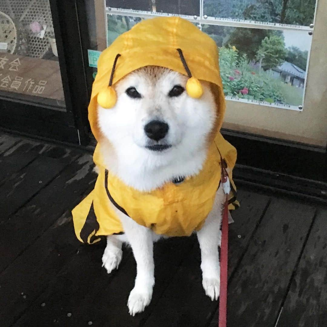 てんパパさんのインスタグラム写真 - (てんパパInstagram)「激しい雨もてんを止めることはできない。 今朝も元気に歩き、きっちりお仕事、そして休憩。 #朝んぽ #雨んぽ #ブンブン部 #honeybeeraincoat  #雨音は柴ワンの調べ  #正しい柴犬さん」10月25日 8時19分 - tenchan.shiba