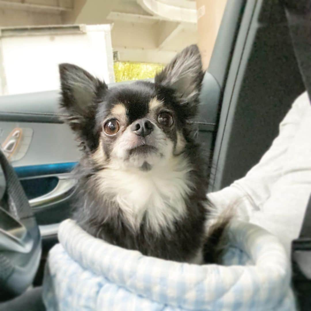 中倉隆道さんのインスタグラム写真 - (中倉隆道Instagram)「. 雨音が大きくておびおびなワンコ🚙🐶💦 . 今日は一緒にお仕事現場へ🐕🐾 . . ちょっぴり寒い😵 . 風邪ひかないよーにしないとね🙏 . .  #愛犬 #チワワ #わんこ #わんこのいる生活 #愛犬家 #中倉隆道 #フリーアナウンサー #柿ピー研究家 #アニメ研究家」10月25日 9時44分 - ryudo.tokyo