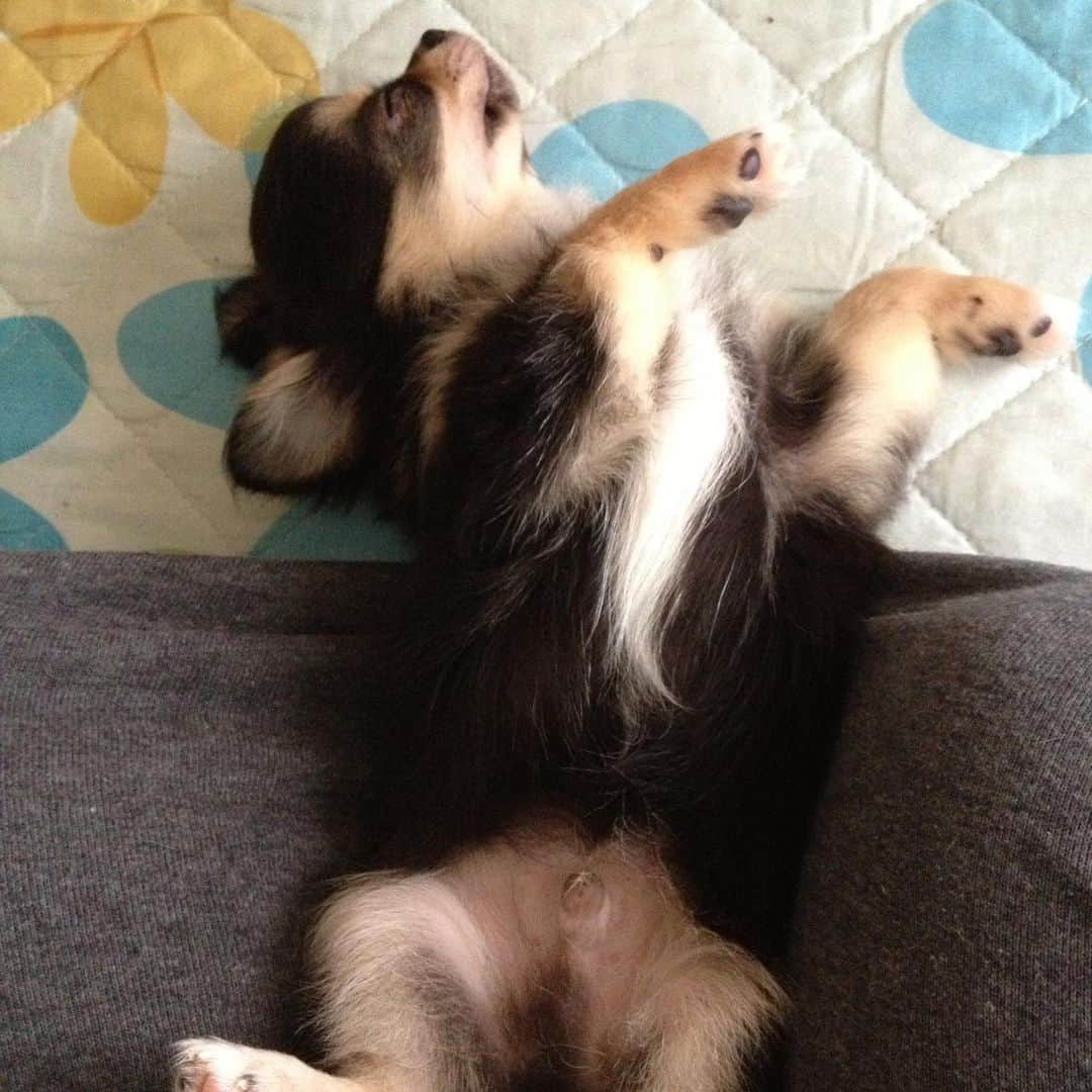 谷藤海咲さんのインスタグラム写真 - (谷藤海咲Instagram)「太郎がうちに来たばっかりの可愛すぎる秘蔵写真😭💓 あああ、天使ーーー👼🏻 たぬきみたいいいい！  #Chihuahua #baby #dog」10月25日 11時54分 - tanifuji_misaki