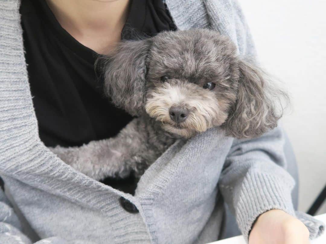 Mai Wakimizuさんのインスタグラム写真 - (Mai WakimizuInstagram)「わたち、shinkaちゃんのお膝の上がお気に入りだワン♡4枚目、寝たー♡笑 #愛犬カプリ#トイプードル」10月25日 12時38分 - wakkin__m