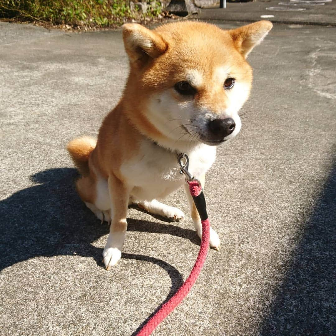 柴犬たま Shibainu Tamaのインスタグラム