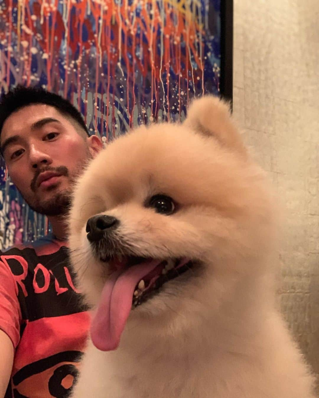 ゴッドフリー・ガオさんのインスタグラム写真 - (ゴッドフリー・ガオInstagram)「Swipe right 👉🏼 to see the face you make when your owner pets other dogs 🤣 @badboytheodore @kirbymao #whitepomtheo #badboytheodore」10月26日 0時43分 - godfreygao