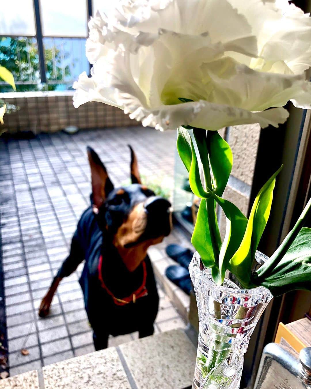 世良公則さんのインスタグラム写真 - (世良公則Instagram)「#世良公則 #masanorisera #japanesemusician #japaneseartist #doglovers #doberman #ドーベルマン #わんこ #blackbeauty #nina #puppy #flower ☆☆☆☆☆☆ Nina , the puppy, came to see me. ☆☆☆☆☆☆」10月25日 23時10分 - masanorisera