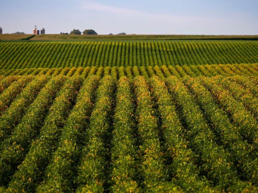 ナショナルジオグラフィックさんのインスタグラム写真 - (ナショナルジオグラフィックInstagram)「Photo by @jimrichardsonng // Sponsored by @IndigoAg // Soybeans in half-mile-long rows covered the rolling hills of Iowa last month. By now they have been harvested. Like many farmers in the American Midwest, Ben Riensche grows soybeans (in rotation with corn) because it is high-value protein and it is good for his soil. The legume, which came to Iowa from East Asia, is popular with farmers because it contributes to nitrogen fixation, thus reducing the need for artificial fertilizers. Ben also uses cover crops and no-till farming, all part of a complex farming system meant to preserve his farm’s fertility. // @IndigoAg is unlocking agriculture’s potential to help reverse climate change. That’s the vision behind the Terraton Initiative, a global movement with the goal of using regenerative farming practices to take one trillion tons of carbon dioxide from the atmosphere. Follow @Terraton to see the progress.」10月25日 23時38分 - natgeo