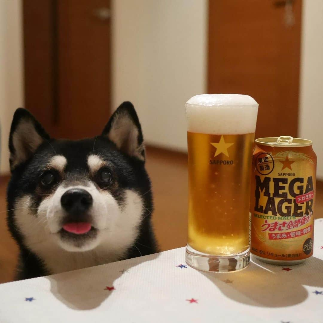 くろさんのインスタグラム写真 - (くろInstagram)「MEGA LAGER⭐️メガラガー🍺 #MEGALAGER #メガラガー #うまさ全部盛り #うまみ#苦味#刺激 #sapporobeer #lovebeer #⭐️SAPPORO #目線の先にはおやつ #ちょいぺろ #黒柴 #柴犬 #和犬 #日本犬 #晩酌犬 #座敷犬 #癒し犬 #犬のいる暮らし #犬のいる生活 #わんこと一緒 #わんこのいる暮らし #柴犬のいる暮らし #柴犬の癒し #柴犬と一緒 #わんこのいる生活 #ふわもこ部 #わんだフォ #わんだふるJapan」10月26日 0時05分 - m6bmw