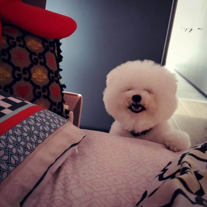 のインスタグラム：「鬧鐘⏰ #bearattack  #wakeupcall #시게」