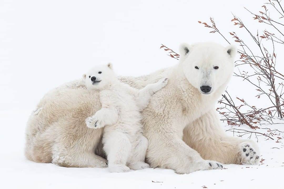 National Geographic Travelさんのインスタグラム写真 - (National Geographic TravelInstagram)「Photo by @DaisyGilardini | Mother polar bears are noted for both their affection toward their offspring and their valor in protecting them. This mother in Canada's Wapusk National Park showed great patience while her two cubs played and jumped all over her. When we found her she was in what is called a day den, where she was resting her cubs on the way to the pack ice of Hudson Bay to hunt baby seals. Follow me @DaisyGilardini for more images and stories behind the scenes. #polarbear #bear #wapusknationalpark #manitoba」10月25日 17時08分 - natgeotravel