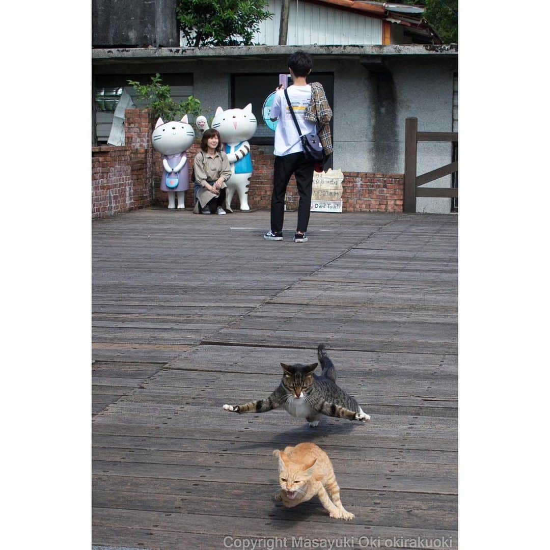 Masayukiさんのインスタグラム写真 - (MasayukiInstagram)「必死すぎるネコ。  #cat #ねこ #かわりばえない #猴硐」10月25日 17時14分 - okirakuoki