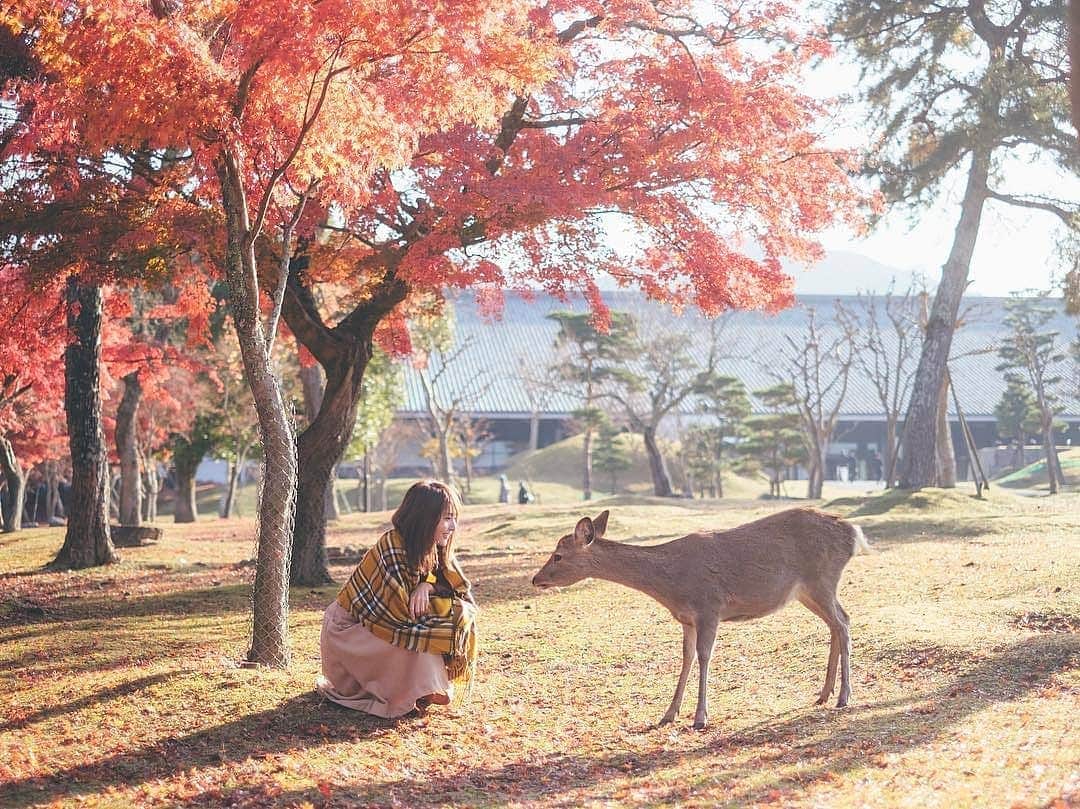 ピーチ・アビエーションさんのインスタグラム写真 - (ピーチ・アビエーションInstagram)「紅葉🍁×鹿🦌 どこかほっこりする奈良の秋景色✨ . 1000頭以上の鹿が生息している #奈良公園 では、 気ままに、のんびりとした鹿たちの様子を見ることができます。 . まもなく紅葉シーズンがはじまります♪ この秋は、奈良で紅葉を見ながら寺社巡りはいかがですか？ 紅葉のシーズンに合わせて訪れるなら11月上旬～12月上旬がオススメです。 . Peach就航地のおすすめ紅葉スポットもコメントで教えてくださいね🍁 . . . . . . . . . . . . . . . . . . . . . . . . . . . . . . . . . . . . ▶Photo by @yu_umaa06 OOKINI!! ▶Place  #奈良県 #奈良公園 . . . . . . . . . . . . . . . . . . . . . . . . . . . . . . . . . . . . Peachでは各就航地で撮影された皆さまのお写真をInstagramでご紹介させていただいています。 #fly_peach をつけて投稿してください✨ . #シカ #奈良 #奈良観光 #奈良旅行 #秋旅 #秋の風景 #紅葉スポット #紅葉狩り #秋の気配 #日本自由行 #自由行 #打卡景點 #nara #narajapan #narapark #japangram #fallingleaves #autumnleaves🍂 #colorfultrees #colorsofautumn」10月25日 17時35分 - flypeach