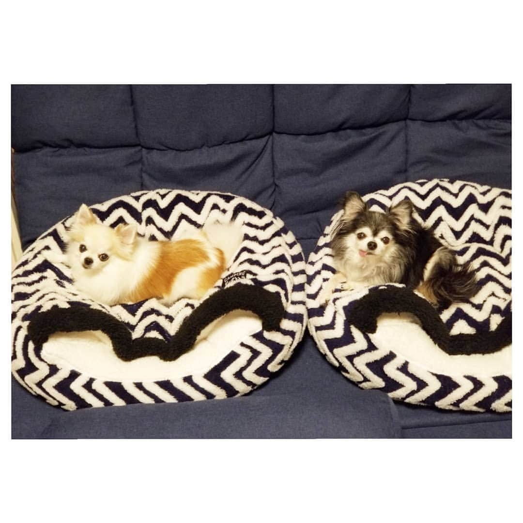 風花舞さんのインスタグラム写真 - (風花舞Instagram)「宴の後のお犬様たち。 楽しかったね☺️」10月25日 17時30分 - kazahanamai_official