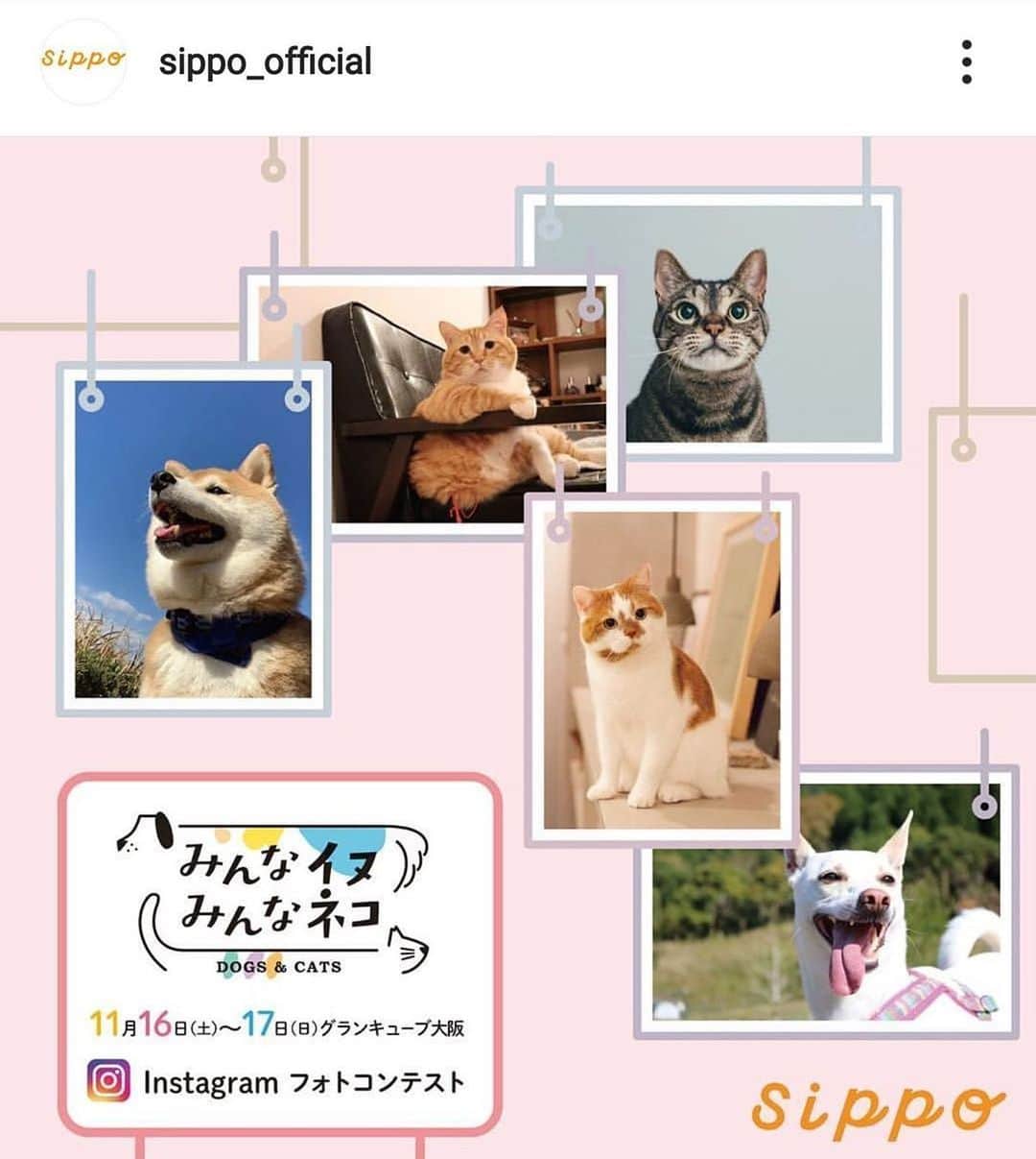 柴犬ハル&保護犬すずのインスタグラム