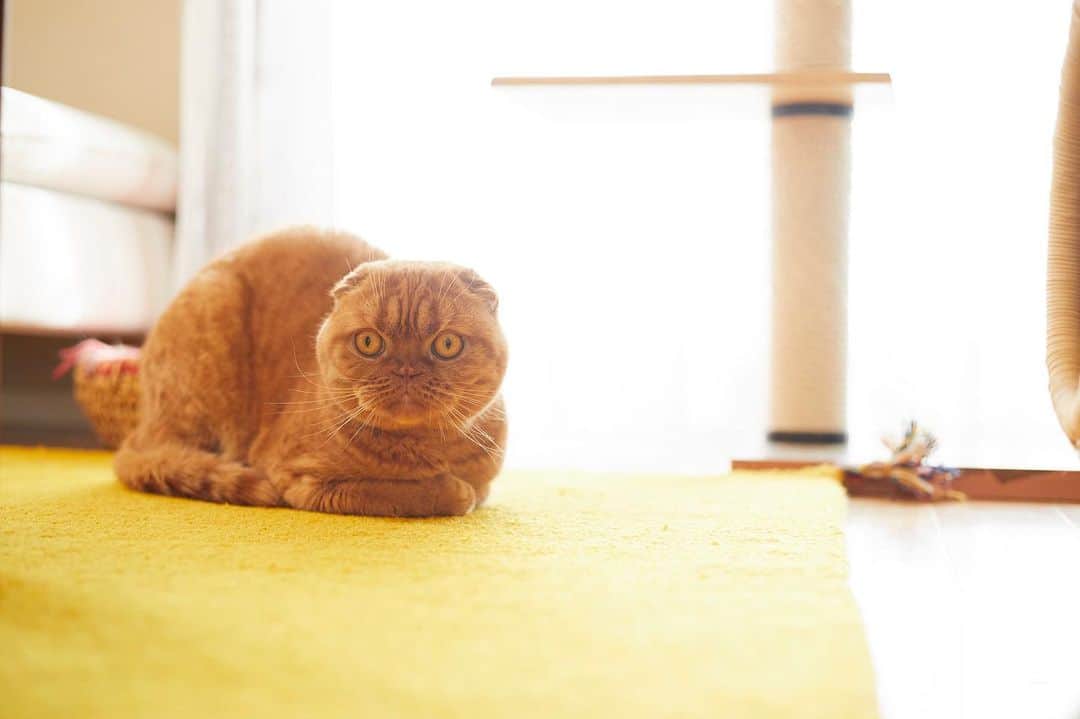 ねこさんのインスタグラム写真 - (ねこInstagram)「気をつけて帰ってきてね☔️🌪 #neko_magazine #NEKONOBA #ねこマガジン #ネコノバ #ねこ #猫 #cat #catstagram #cat #ネコ」10月25日 18時41分 - neko_magazine