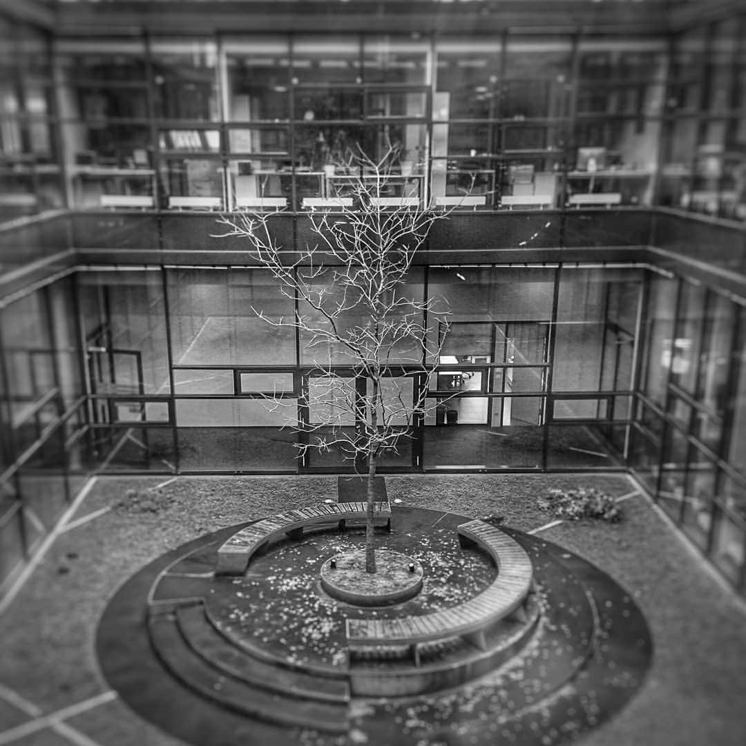 石黒浩のインスタグラム：「Tree in the building」