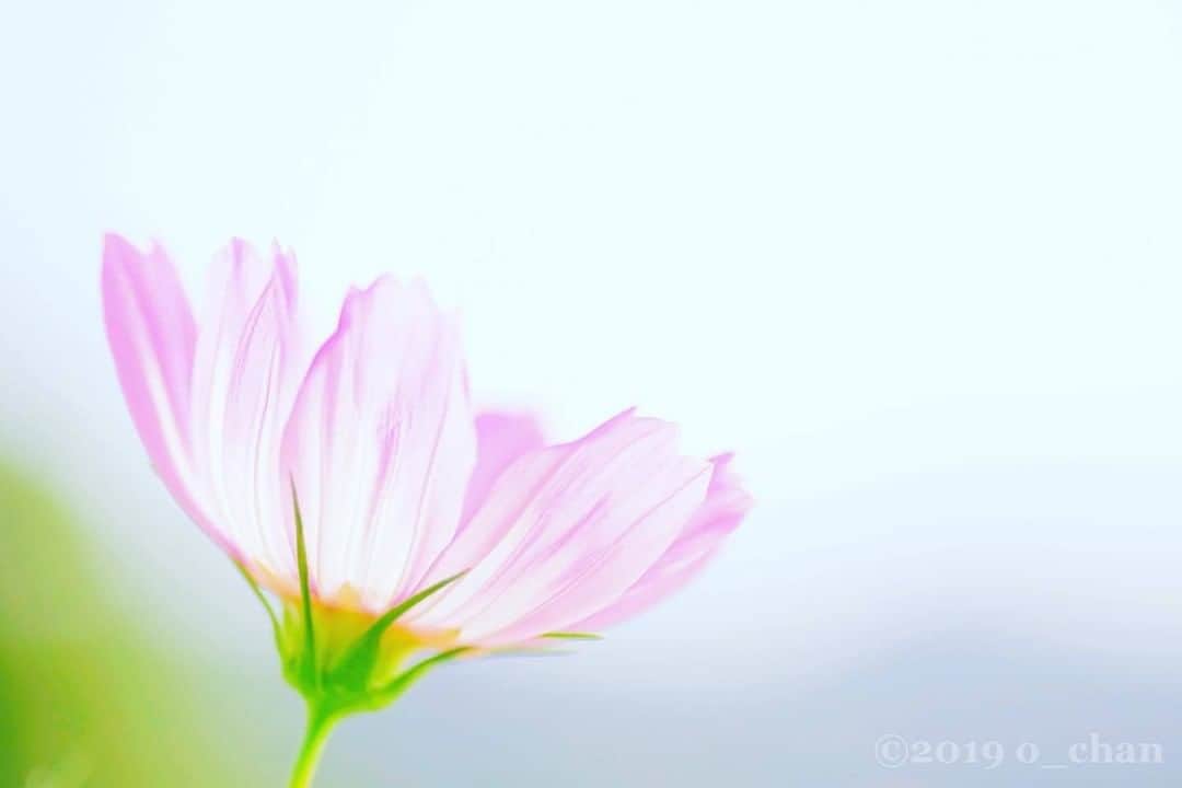 花の写真館のインスタグラム：「Photo by @o_chan8787.⠀ https://instagram.com/o_chan8787/⠀ .⠀ Original Post[投稿頂いたURL]⠀ https://www.instagram.com/p/B2ZWiCzgDbn/⠀ .⠀ 本アカウントは、 #私の花の写真 をつけてInstagramに投稿された皆さまの花の写真や、「花の写真館」Facebookページで投稿された花の写真を紹介します。⠀ 「花の写真館」Facebookページは、「 @floral.photograph 」のプロフィールにあるURLからご覧ください。⠀ .⠀ #花の写真館 #floralphotograph #floralphoto #flower #flowers⠀ Follow: @floral.photograph」