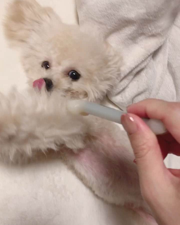 のインスタグラム：「☺︎ ・ 甘えん坊で生意気ロコちんの 1歳のお誕生日ー！🥳 ココたんと仲良くね😧♥️ @cocoroco_mr ・ 2019.10.25 ・ #roco #happy birthday #1st birthday #ロコ #誕生日 #1歳 #ティーカッププードル #トイプードル #アプリコットプードル #ブラックプードル #cocoroco #可愛い #可愛すぎる #全てが可愛い」