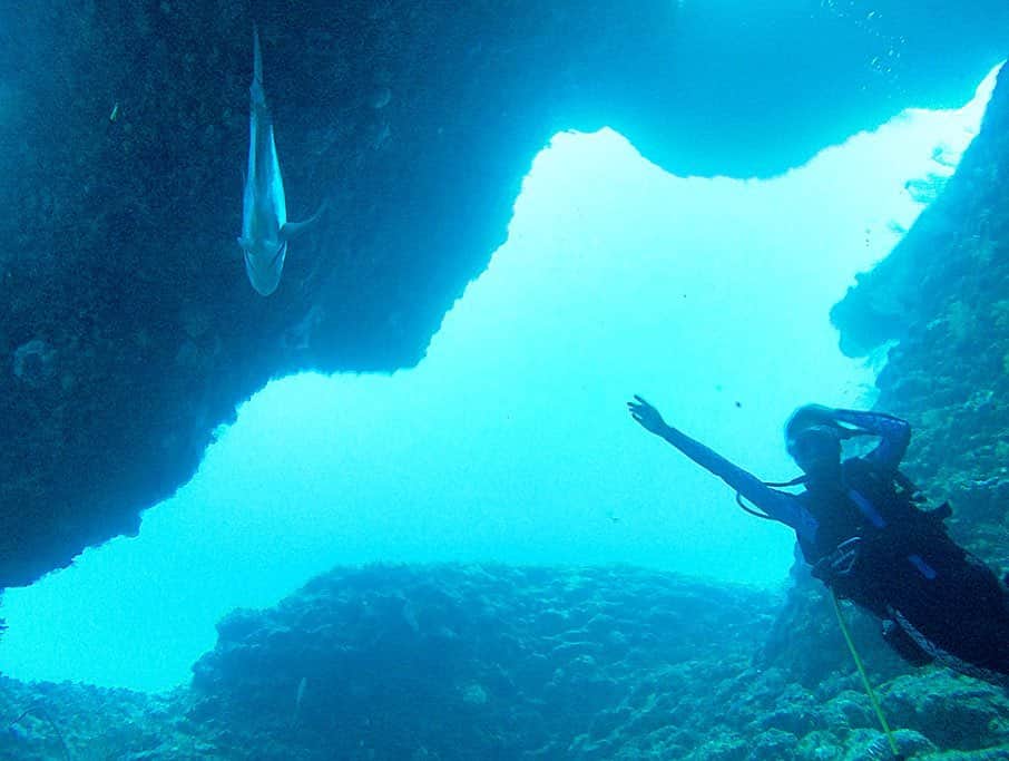 米山珠央さんのインスタグラム写真 - (米山珠央Instagram)「. 巨大な#ロウニンアジ に逢えた🐟❤︎ ツーショットを撮ってもらったのに 食べられちゃってる🤣ずっとぐるぐる泳ぐから タイミングが合わなかった〜1年ぶりの再会でした! . #gt #diving #diver #gull #openwater #ow #padi #okinawa #okinawajapan #miyakojima #trip #sea #summer #instagood #insta #instagram」10月25日 20時52分 - tamao_17no1
