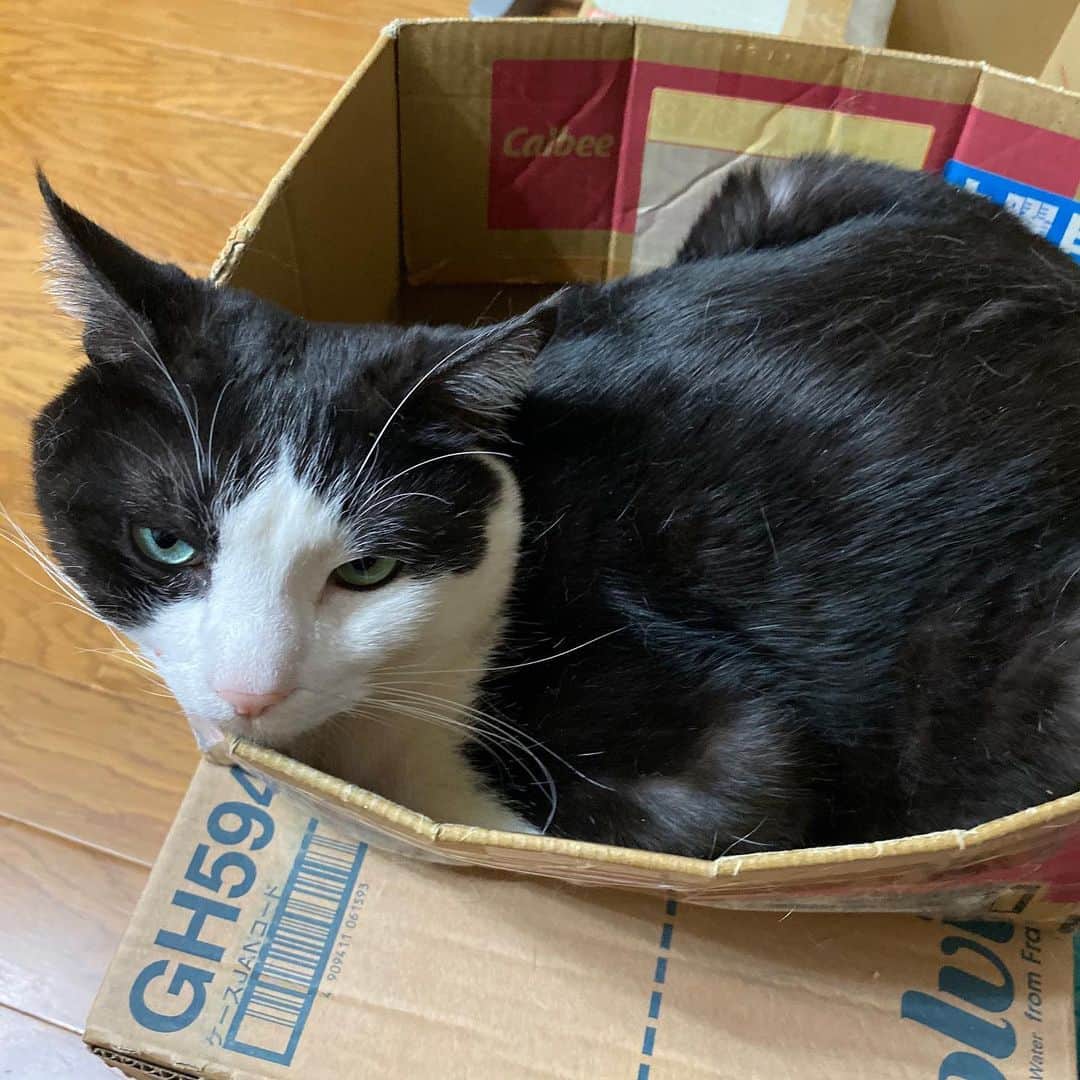 野間美由紀のインスタグラム：「眠い猫🐱」