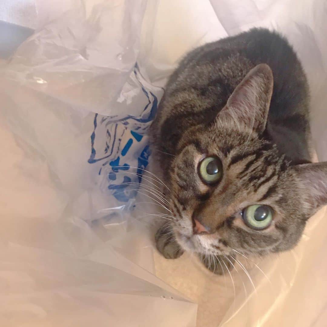 怜花のインスタグラム：「らぶ🐈♡ #ねこ #cat #家族 #大好き」