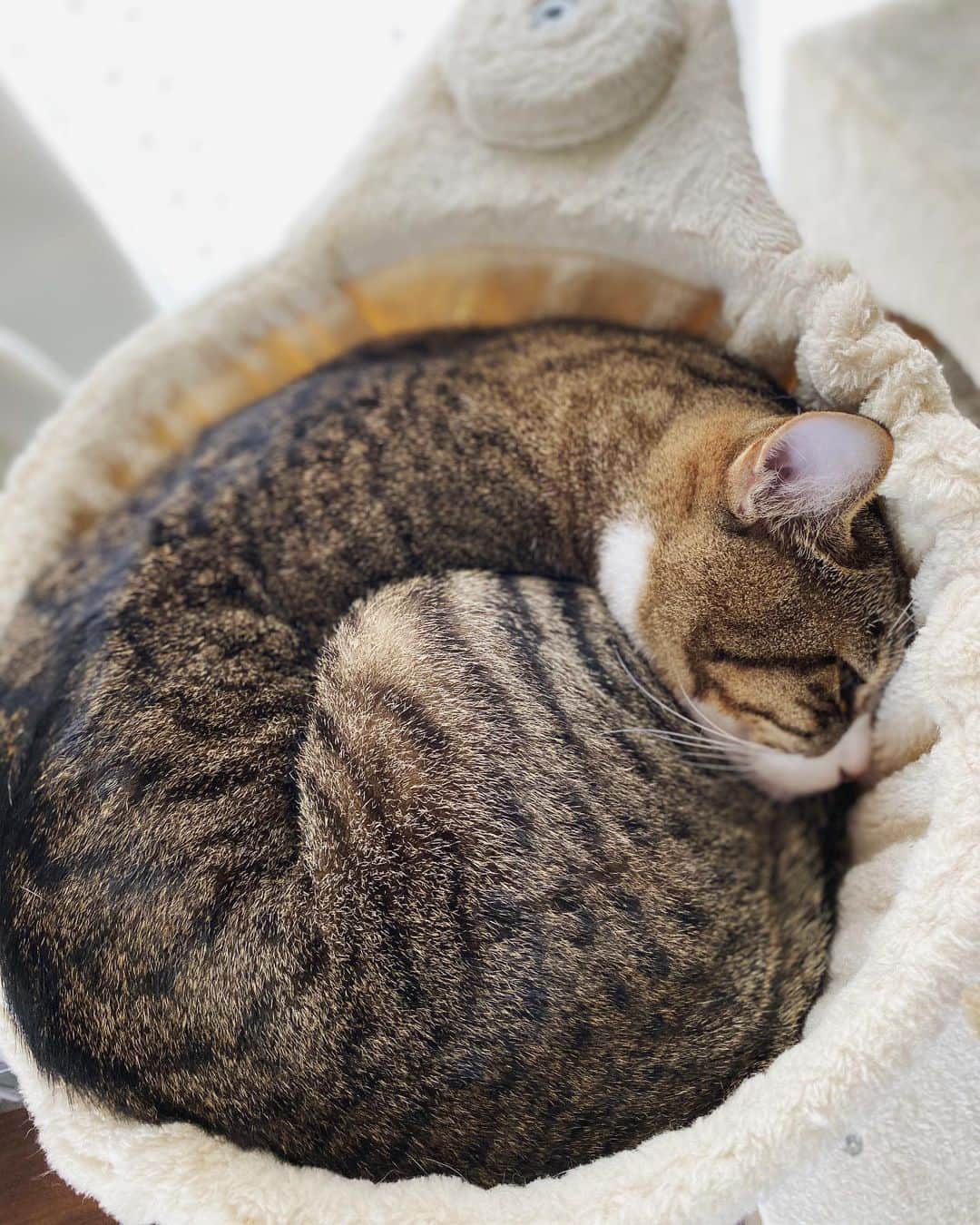 野本かりあのインスタグラム：「久しぶりにハンモックアンモニャイト🐱 寒くなって来たんだなと。 #lukarly #catsofinstagram #にゃんすたぐらむ」