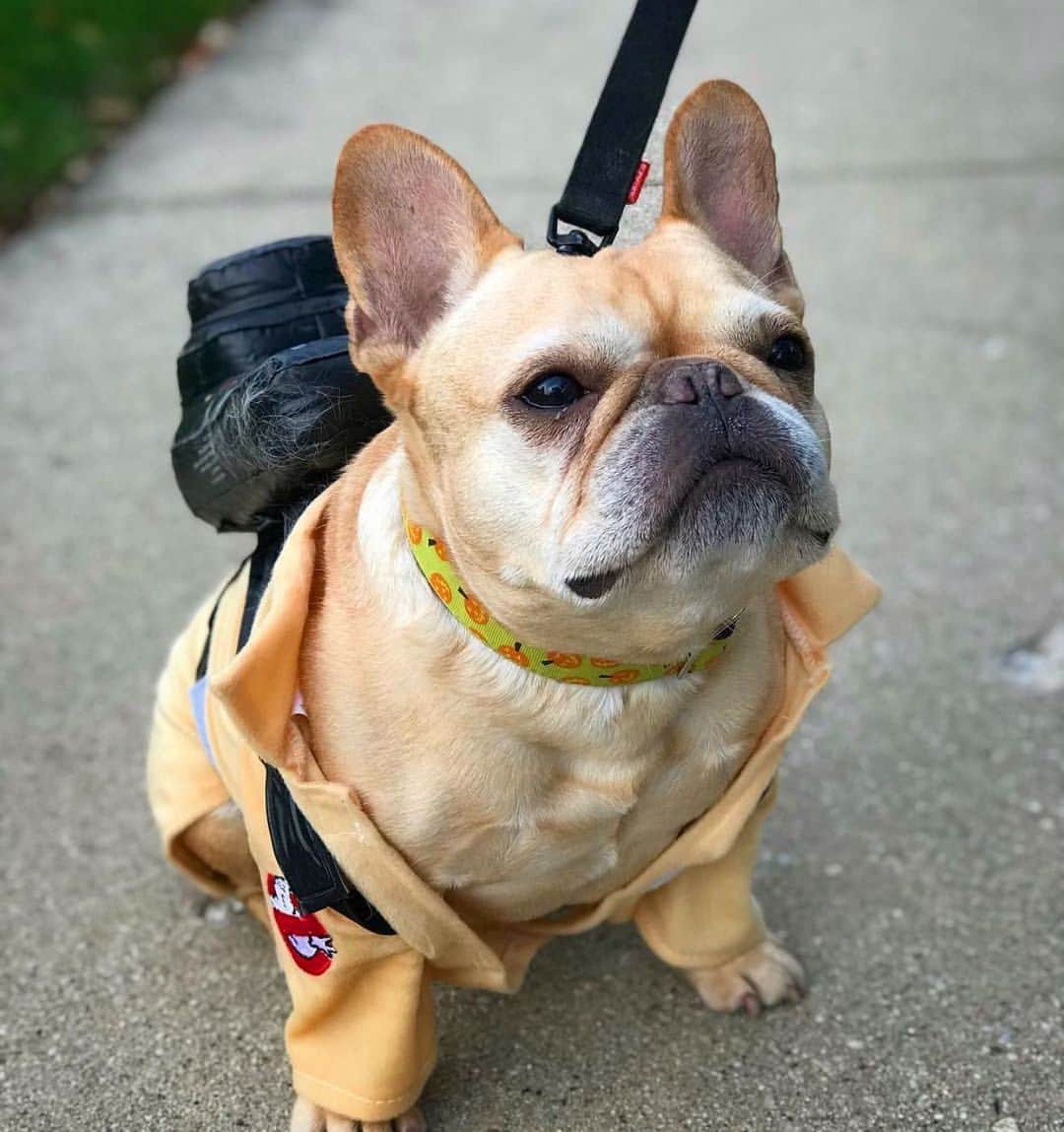 Hamlinのインスタグラム：「Anyone call a beefy Ghostbuster? You didn’t...ummm, well...got any of that sweet sweet Ecto Cooler that needs consuming? #fbf .......... #costume #halloween」