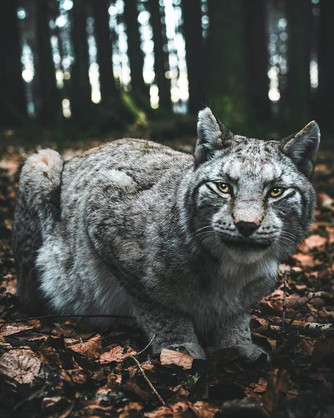 Earth Picsさんのインスタグラム写真 - (Earth PicsInstagram)「A beautiful German Lynx in Bayern, Germany 🇩🇪 by @_andre.diaz」10月26日 3時33分 - earthpix