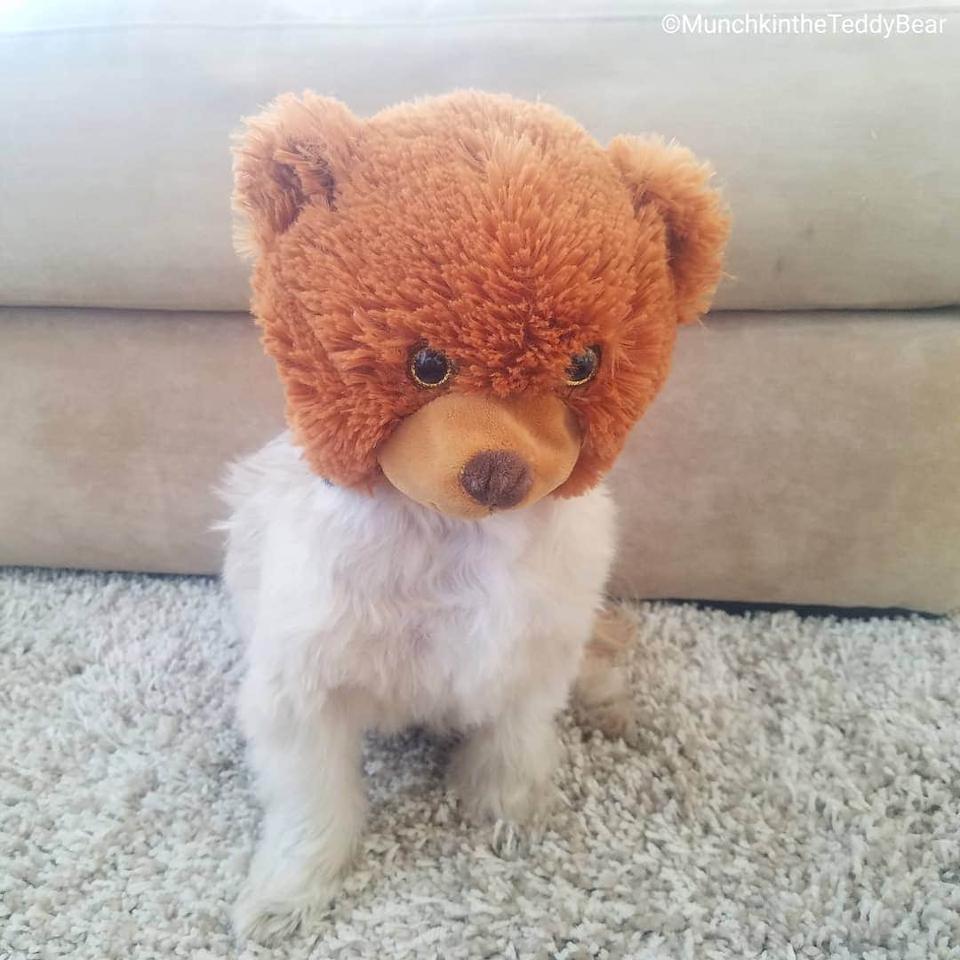 Original Teddy Bear Dogさんのインスタグラム写真 - (Original Teddy Bear DogInstagram)「What am I doing with my life 😂🐶🐻」10月26日 7時30分 - munchkintheteddybear