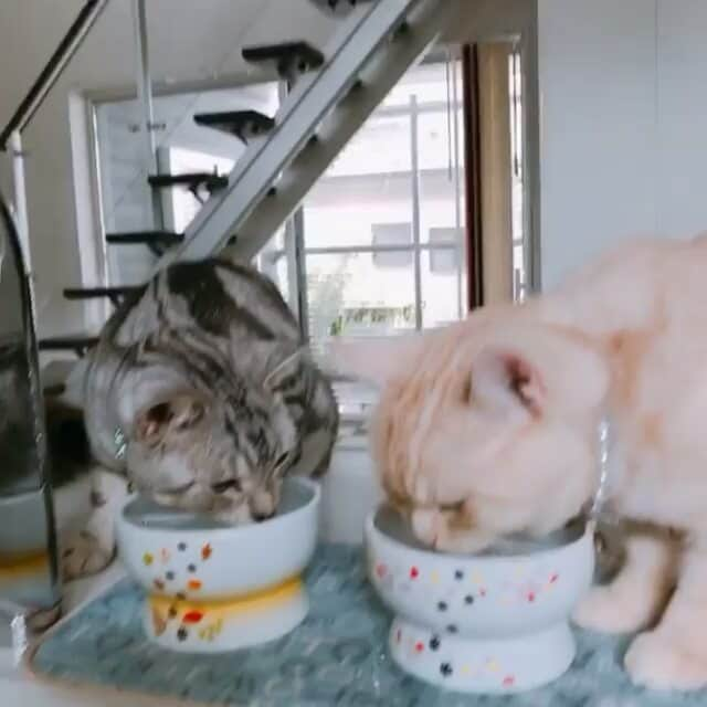 猫壱（ねこいち•ネコイチ）のインスタグラム