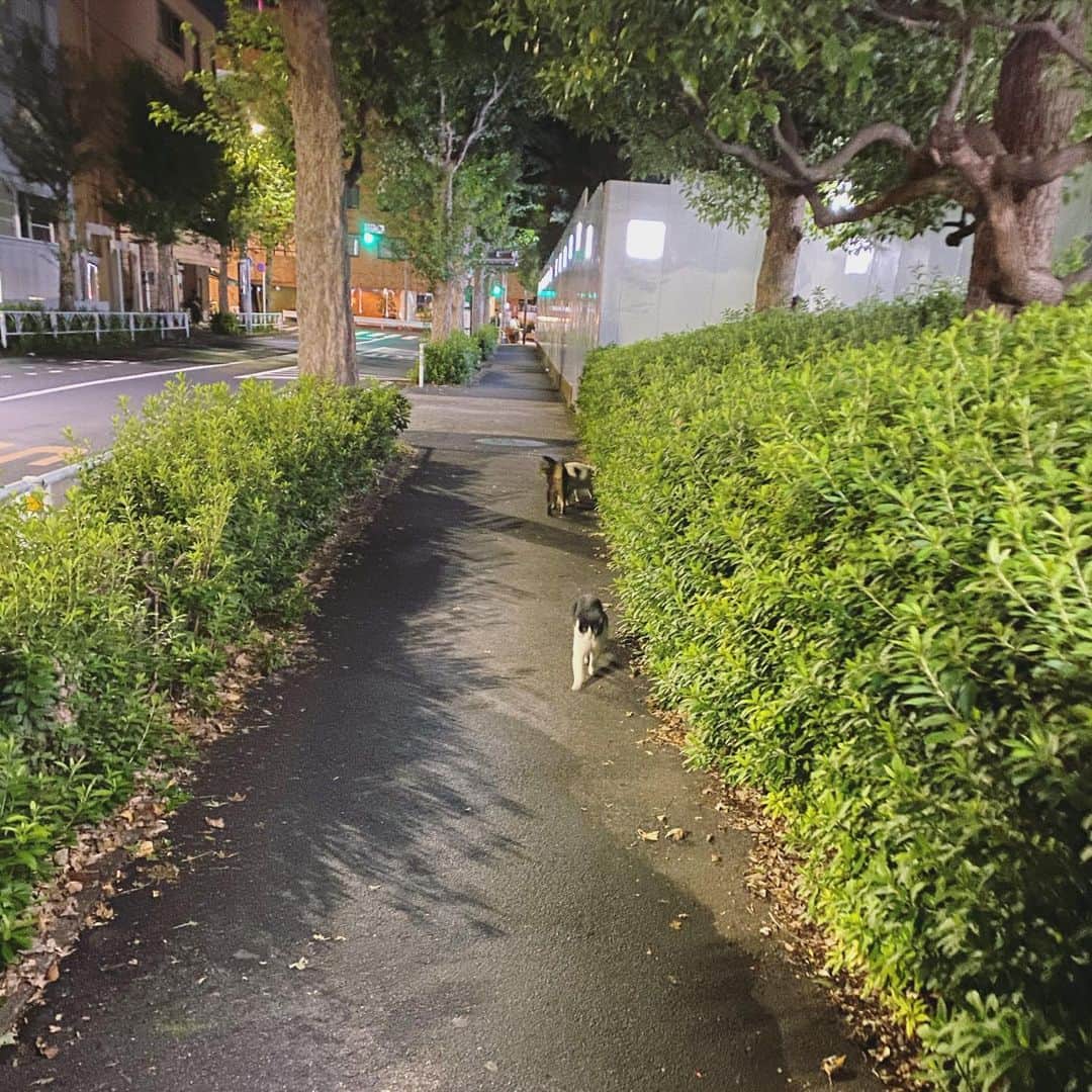 山田稔明さんのインスタグラム写真 - (山田稔明Instagram)「千駄ヶ谷は猫町か？」10月26日 19時21分 - toshiakiyamada