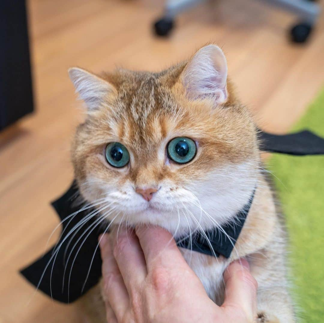 Hosicoさんのインスタグラム写真 - (HosicoInstagram)「Happy Hosi Day! 🦇 #9GAGHalloween」10月26日 18時28分 - hosico_cat