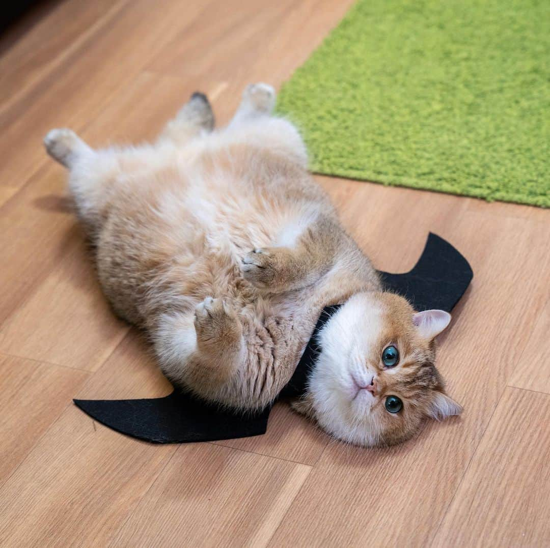 Hosicoさんのインスタグラム写真 - (HosicoInstagram)「Happy Hosi Day! 🦇 #9GAGHalloween」10月26日 18時28分 - hosico_cat