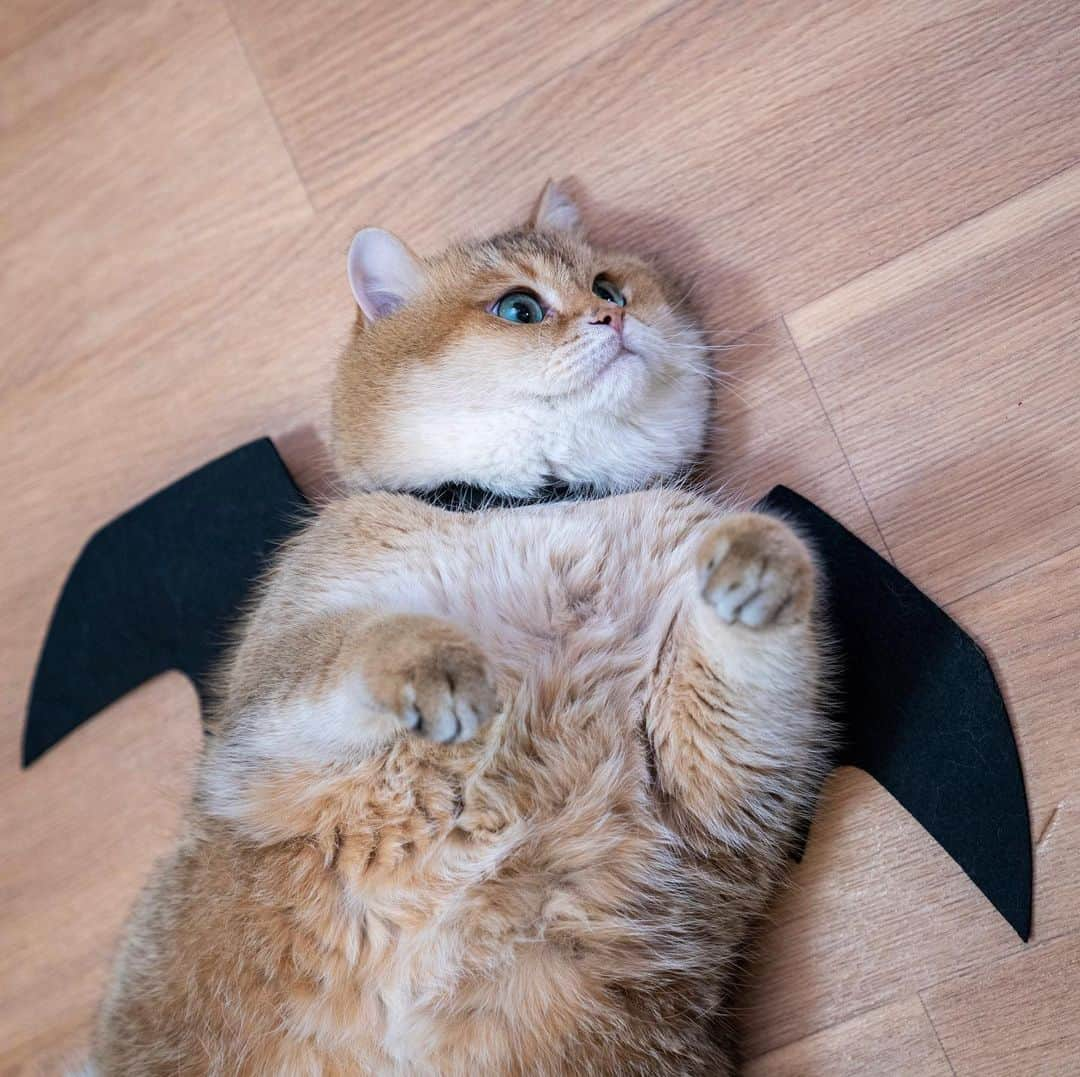 Hosicoさんのインスタグラム写真 - (HosicoInstagram)「Happy Hosi Day! 🦇 #9GAGHalloween」10月26日 18時28分 - hosico_cat